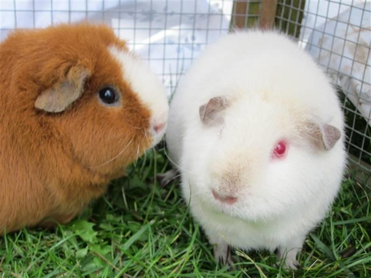 Marsvin Snebolden <3 Solgt! billede 5