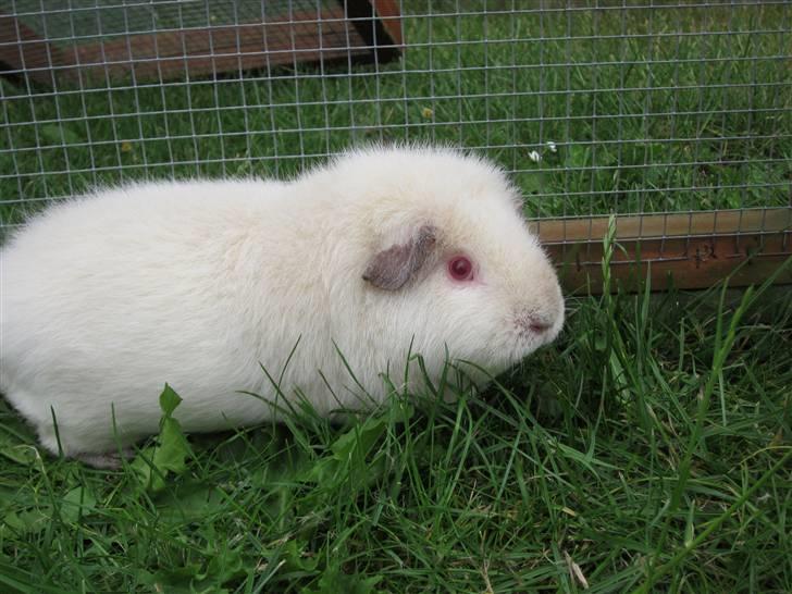 Marsvin Snebolden <3 Solgt! billede 6