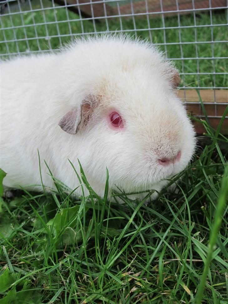 Marsvin Snebolden <3 Solgt! billede 7