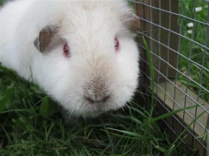 Marsvin Snebolden <3 Solgt! billede 8