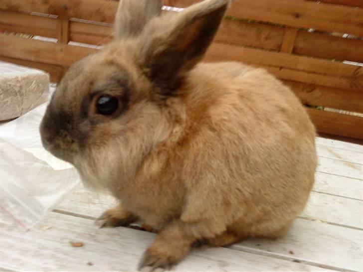 Kanin Bambi billede 8