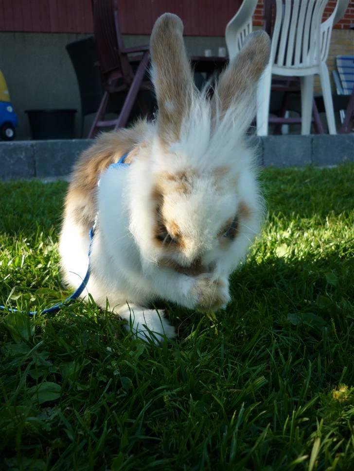 Kanin Nalle billede 7