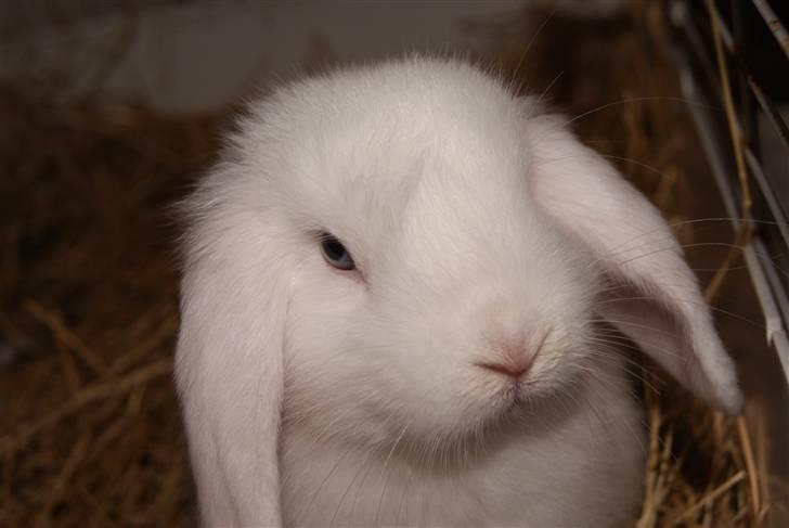 Kanin (DV) Bellissimo |Bellis| - Love never dies billede 10