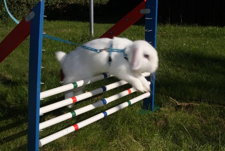 Kanin (DV) Bellissimo |Bellis| - SÅdan skal det gøres min skatt <3 billede 16