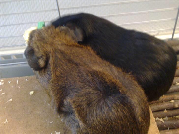 Marsvin Speedy billede 11