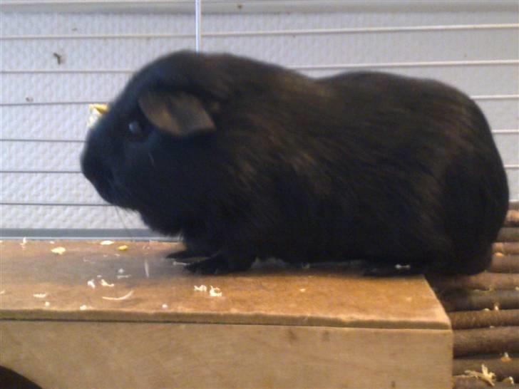 Marsvin Speedy billede 12