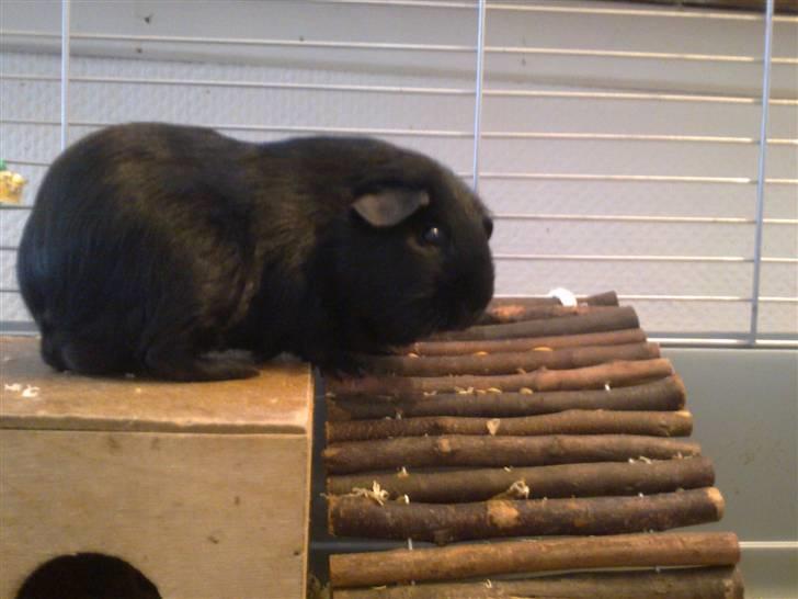 Marsvin Speedy billede 13