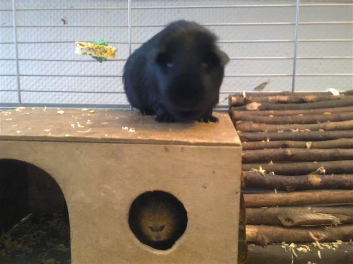 Marsvin Speedy billede 14