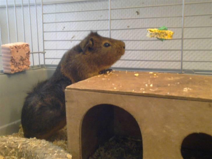 Marsvin Pjuske R.I.P billede 12