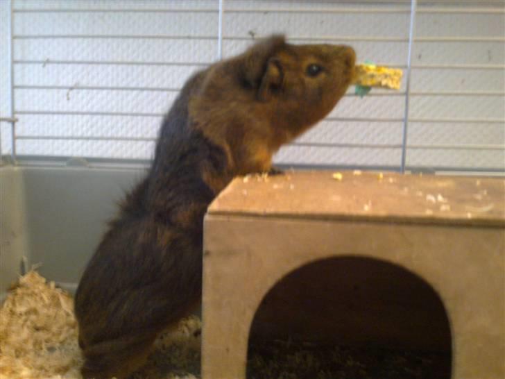 Marsvin Pjuske R.I.P billede 13