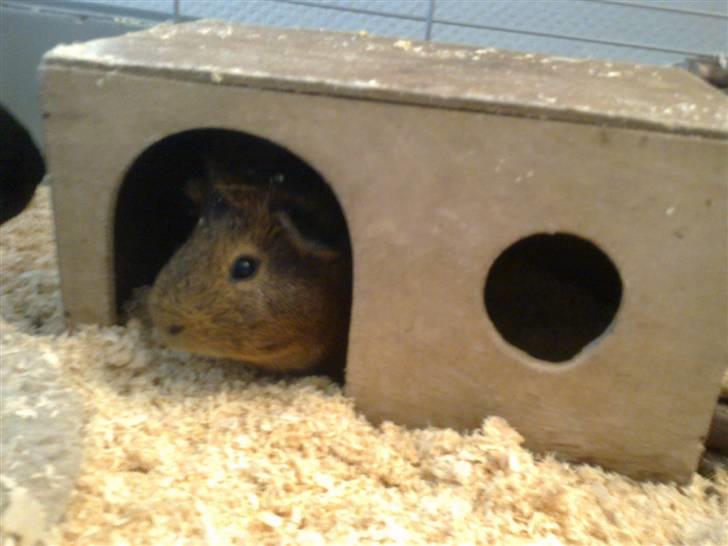 Marsvin Pjuske R.I.P billede 14