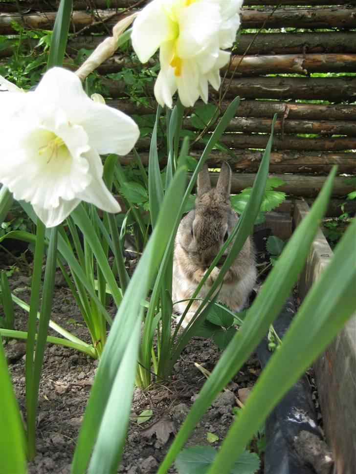 Kanin Musse - Velkommen til Muller´s profil :D Foto; Mig billede 1