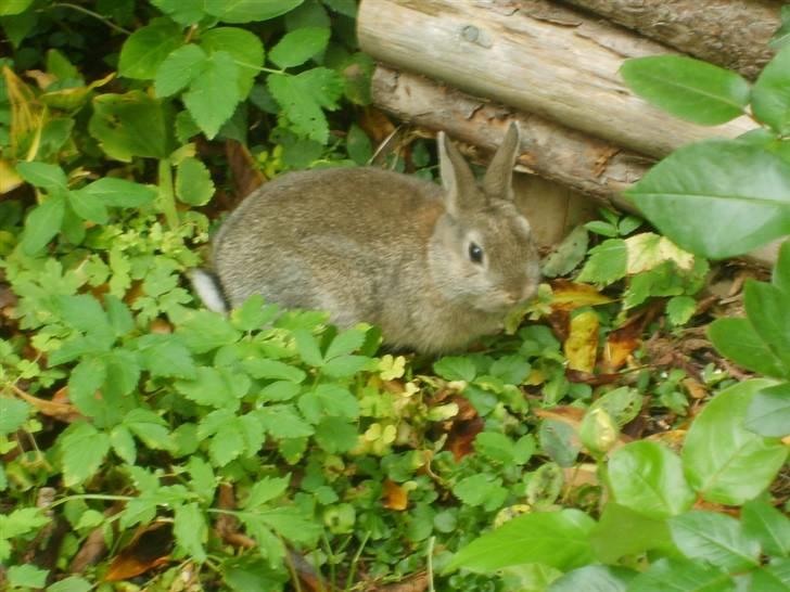 Kanin Musse - Paradis :D Foto; Mig billede 2