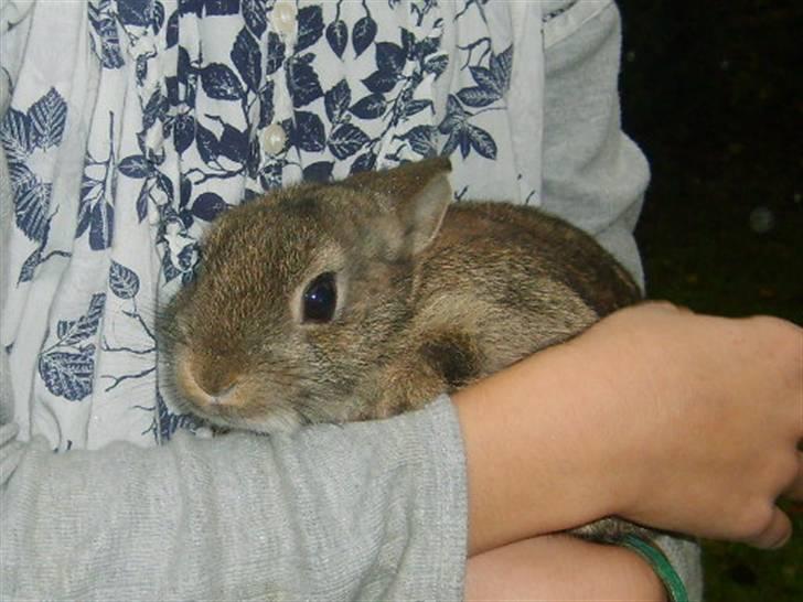 Kanin Musse - Lille-Mulle, som 9-10 uger :D Foto; Søs billede 3