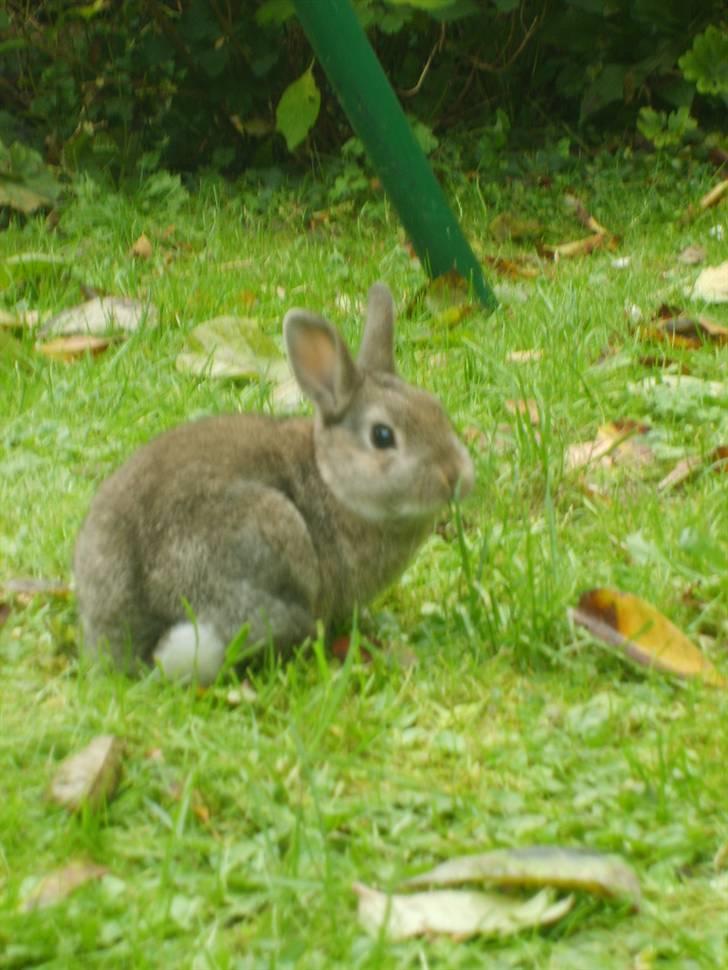 Kanin Musse - Ja sagde du noget? :P Foto; Mig billede 5