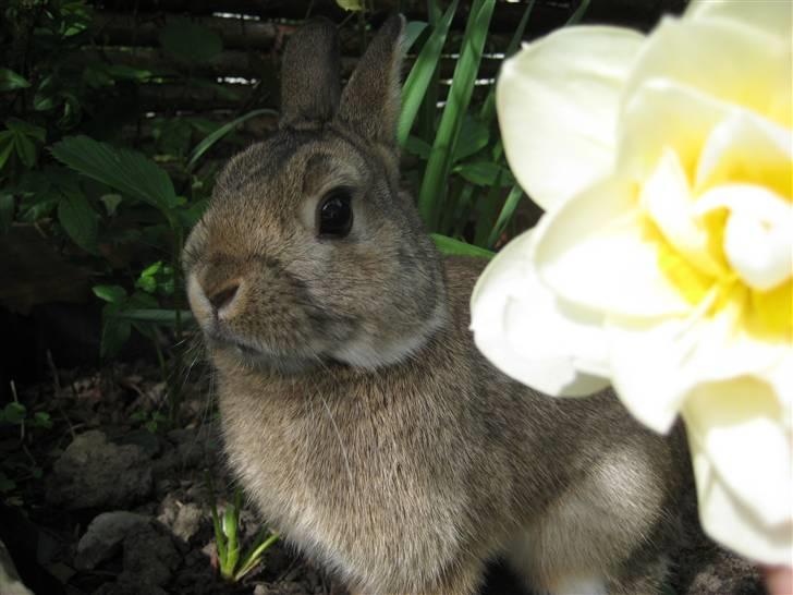 Kanin Musse - Hawaii? :) Foto; Mig billede 6
