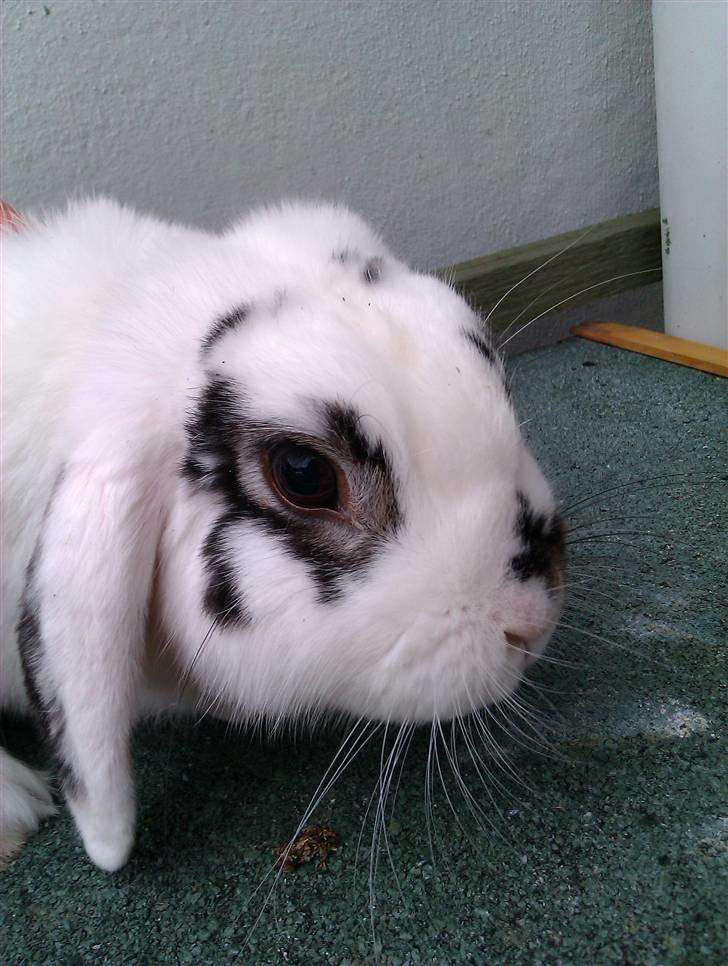 Kanin Mr. Jossie billede 1