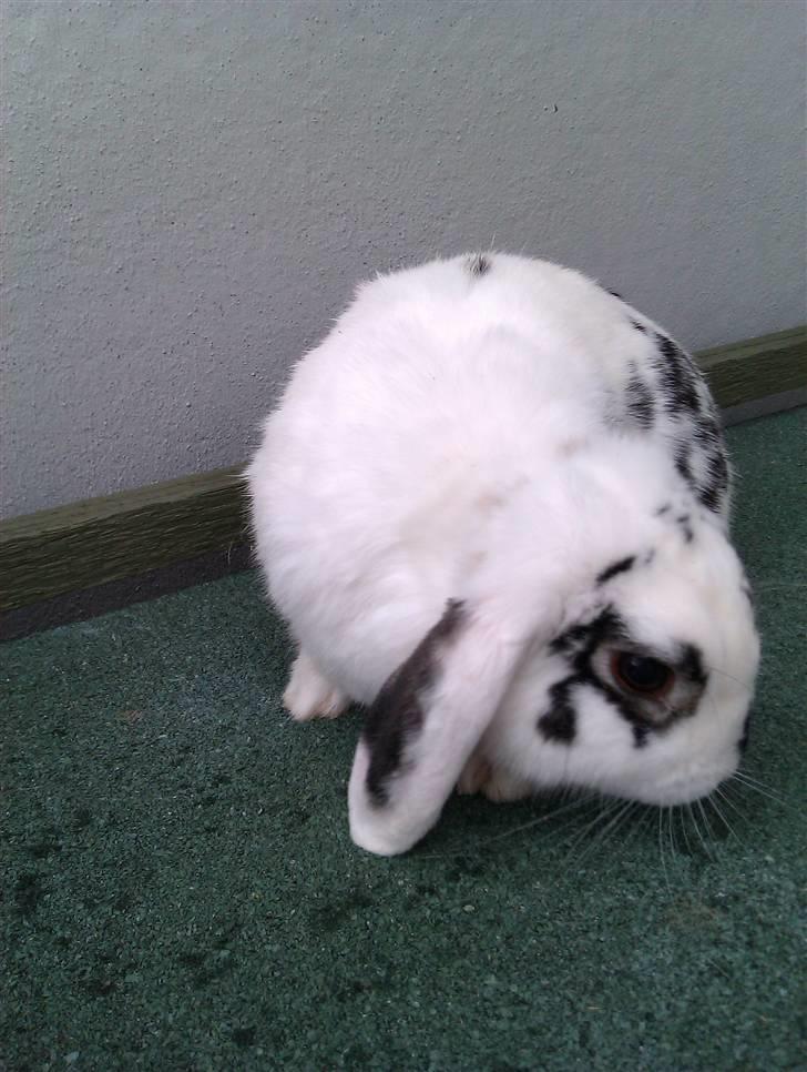 Kanin Mr. Jossie billede 2