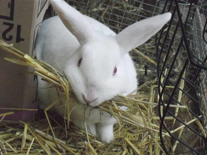 Kanin Snehvide<3 - 1* billede 3