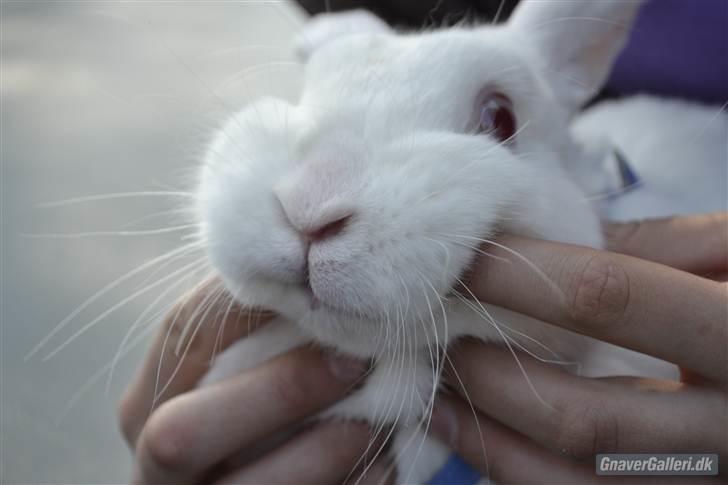Kanin Snehvide<3 - 3* billede 5