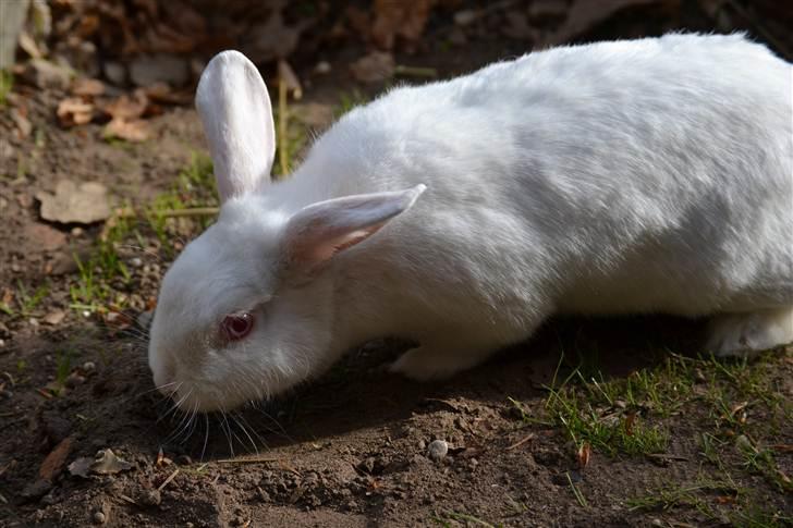 Kanin Snehvide<3 - 4* billede 6