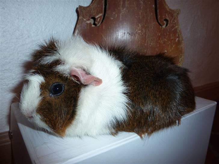 Marsvin Elmegårdens Hvirvel billede 15