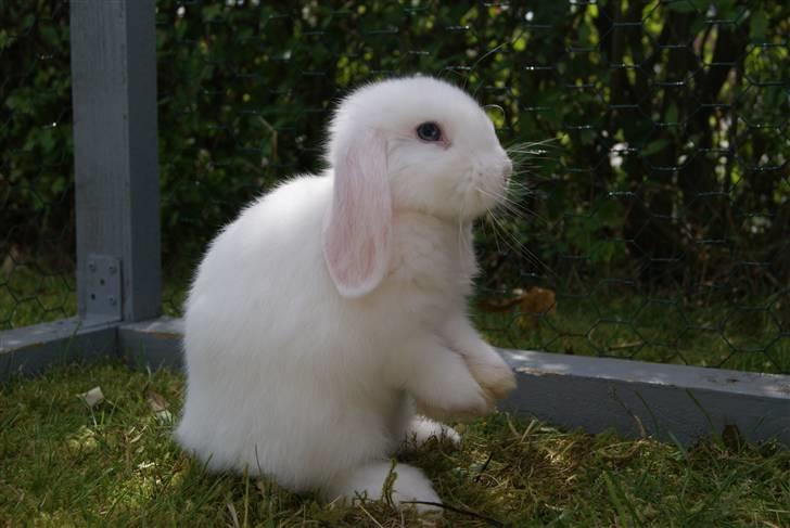 Kanin (DV) Bellissimo |Bellis| - Min smukke tøzz... billede 19