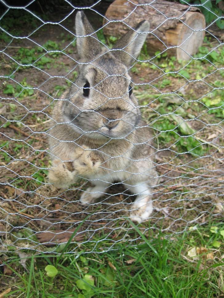 Kanin Musse - Nysgerrig som en hundehvalp! :) Elsker det billede! Foto; Mig billede 7