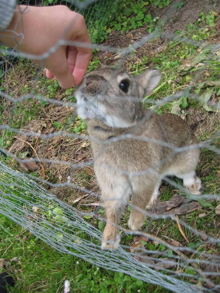 Kanin Musse - Snuse snuse, aha fingre. ;D Foto; Mig el. Veninde billede 8