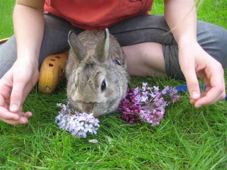 Kanin Musse - Sig det med blomster! xD Foto; Veninde billede 10