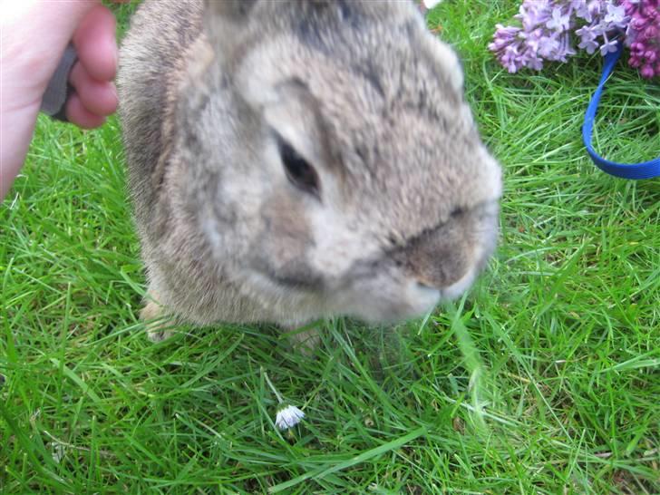 Kanin Musse - Græs, græs og atter græs. Foto; Veninde billede 11