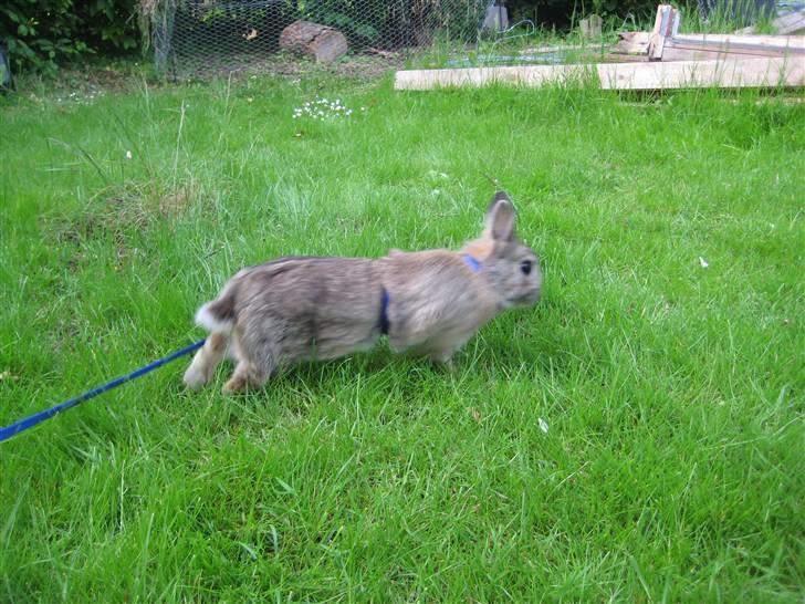 Kanin Musse - Jeg smutter nu, læg en bedømmelse til mig & jeg svarer igen;) billede 12