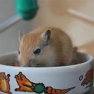 Ørkenrotte Nugga Girl (Nuggi)