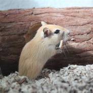 Ørkenrotte Nugga Girl (Nuggi)