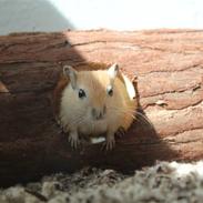 Ørkenrotte Nugga Girl (Nuggi)