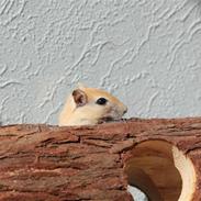 Ørkenrotte Nugga Girl (Nuggi)