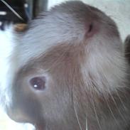 Marsvin Joan <3