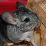 Chinchilla Chili R.I.P