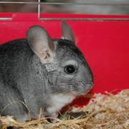 Chinchilla Chili R.I.P