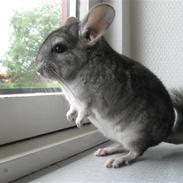 Chinchilla Chili R.I.P