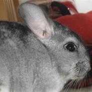 Chinchilla Chili R.I.P