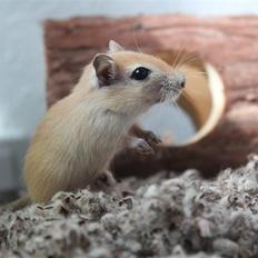 Ørkenrotte Nugga Girl (Nuggi)