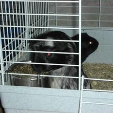 Marsvin Pandas Black Pearl