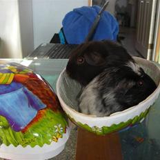 Marsvin Pandas Black Pearl