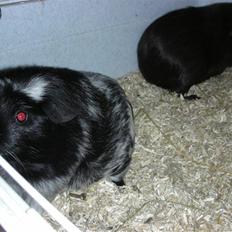 Marsvin Pandas Black Pearl