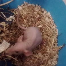 Tamrotte Chuck AKA Batman RIP basse