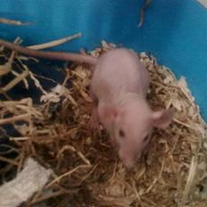 Tamrotte Chuck AKA Batman RIP basse