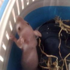 Tamrotte Chuck AKA Batman RIP basse