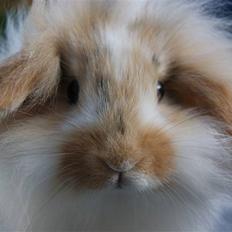 Kanin Winds Asi Liva