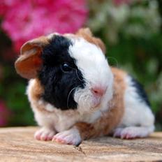 Marsvin Neytiri Little Feet